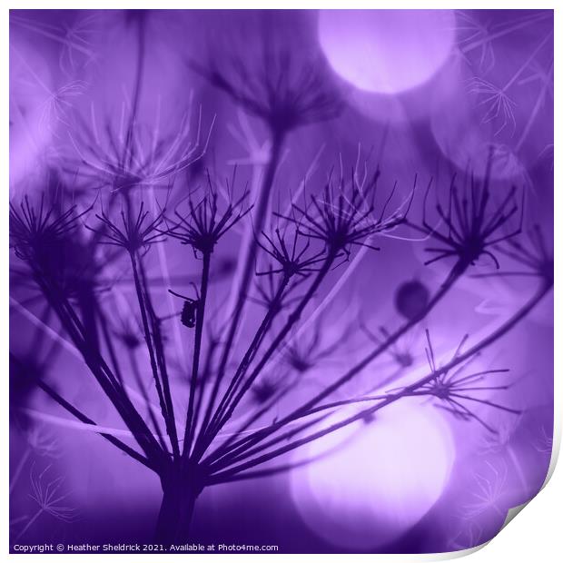 Purple Meadowsweet Print by Heather Sheldrick