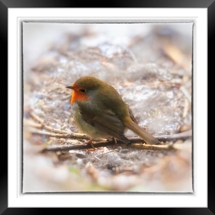 Robin Red Breast - 04 Framed Mounted Print by Trevor Camp