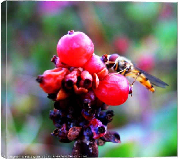 Hoverfly on some berries Canvas Print by Fiona Williams