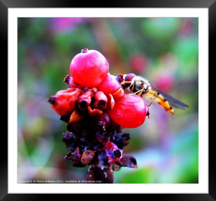 Hoverfly on some berries Framed Mounted Print by Fiona Williams