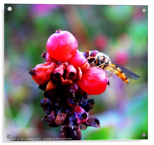 Hoverfly on some berries Acrylic by Fiona Williams