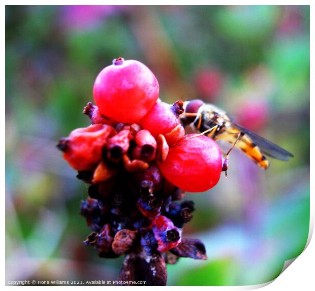 Hoverfly on some berries Print by Fiona Williams