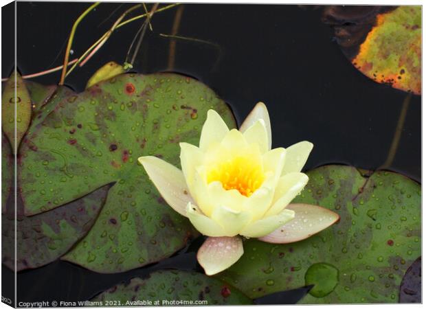 Lily Pad Canvas Print by Fiona Williams