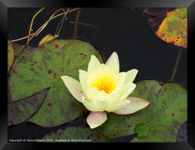 Lily Pad Framed Print by Fiona Williams
