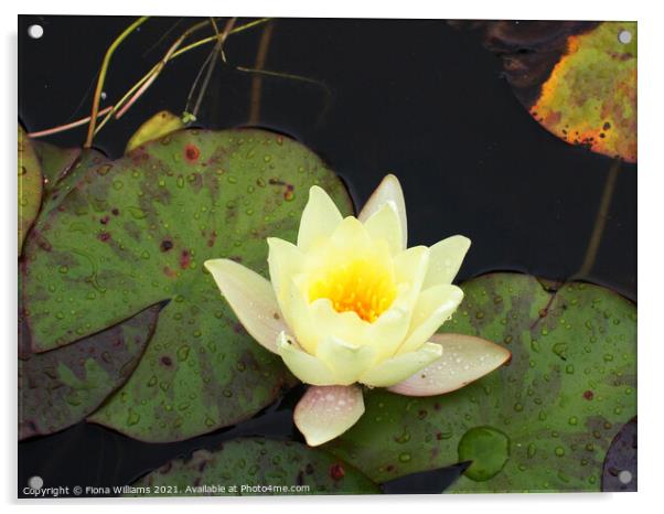 Lily Pad Acrylic by Fiona Williams