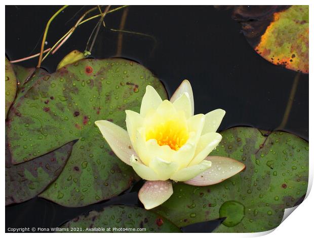Lily Pad Print by Fiona Williams