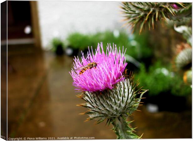 Scottish thistle with hoverfly Canvas Print by Fiona Williams