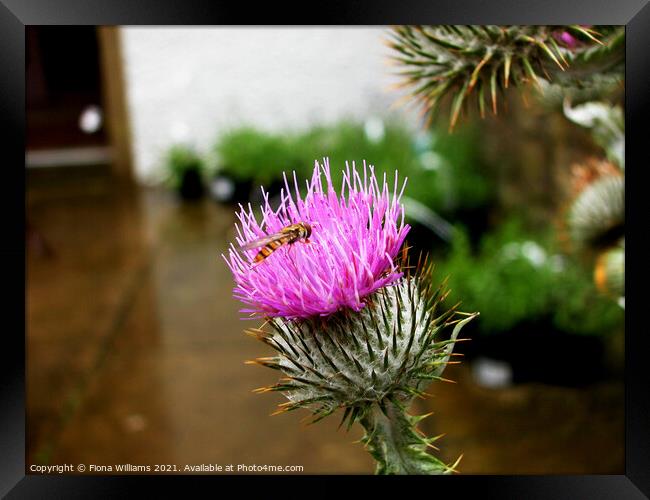 Scottish thistle with hoverfly Framed Print by Fiona Williams