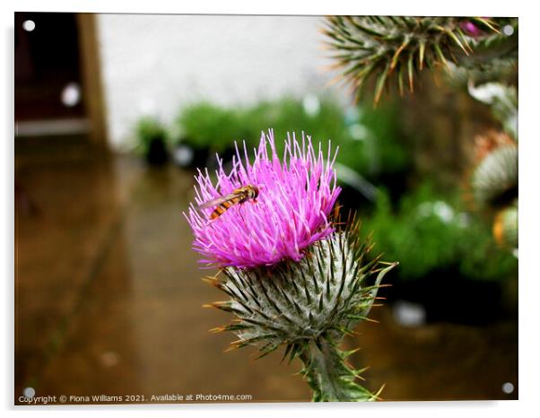 Scottish thistle with hoverfly Acrylic by Fiona Williams