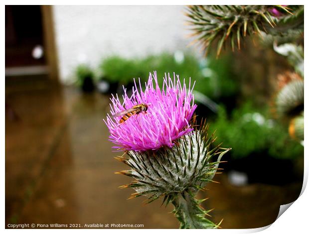 Scottish thistle with hoverfly Print by Fiona Williams