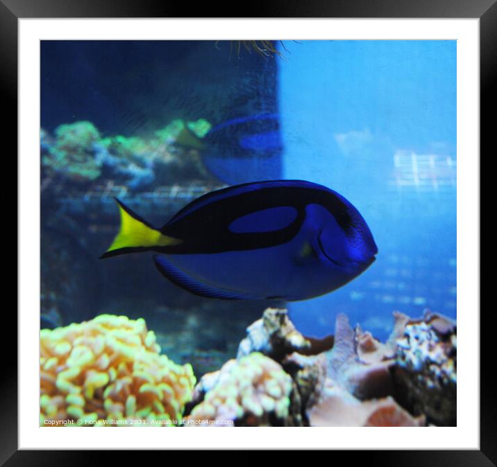 Royal Blue Tang Fish Dory Framed Mounted Print by Fiona Williams