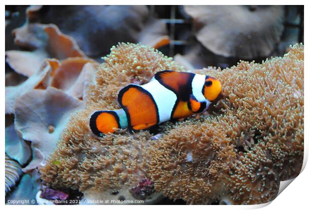 Nemo Clown Fish on his anemone Print by Fiona Williams