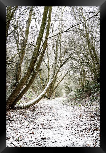 Snow Covered Footpath, Scottish Borders, United Kingdom Framed Print by Dave Collins