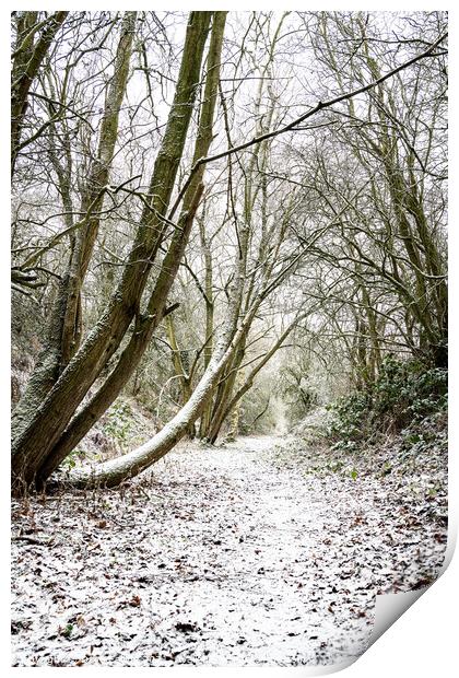 Snow Covered Footpath, Scottish Borders, United Kingdom Print by Dave Collins