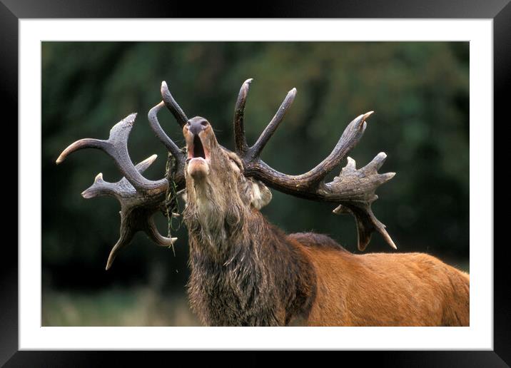 Roaring Red Deer Stag Framed Mounted Print by Arterra 