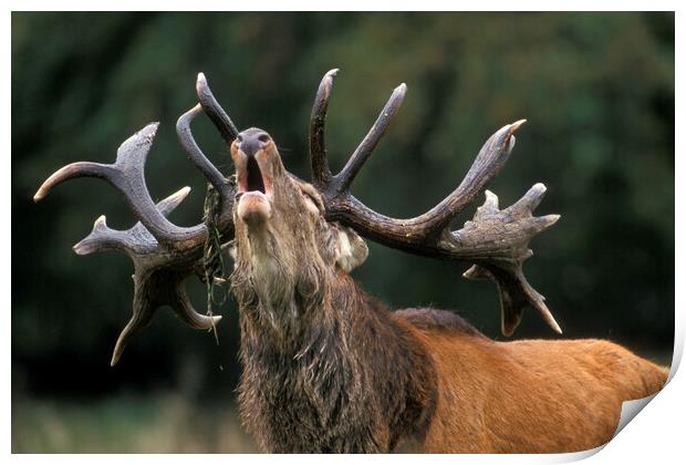 Roaring Red Deer Stag Print by Arterra 