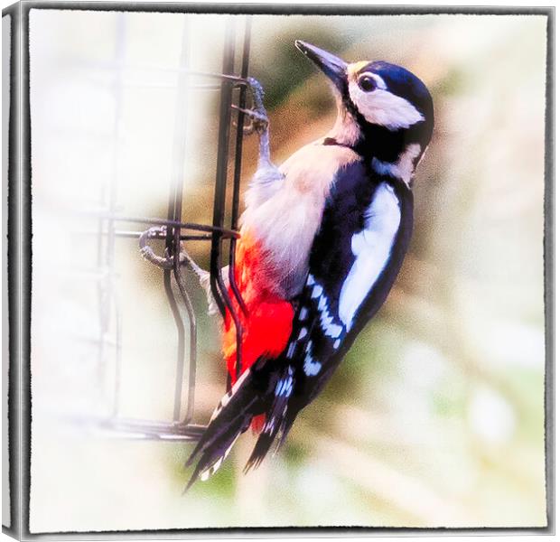 Great Spotted Woodpecker - 03 Canvas Print by Trevor Camp