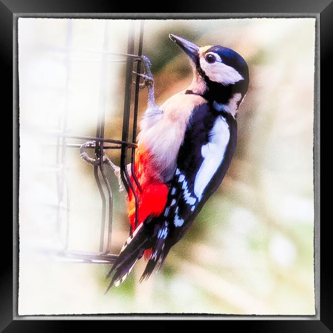 Great Spotted Woodpecker - 03 Framed Print by Trevor Camp