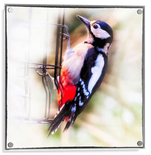 Great Spotted Woodpecker - 03 Acrylic by Trevor Camp