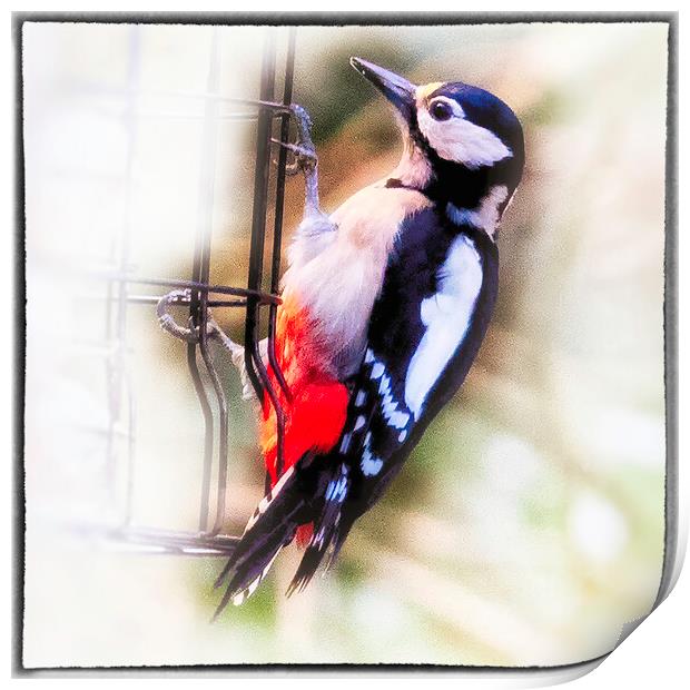 Great Spotted Woodpecker - 03 Print by Trevor Camp