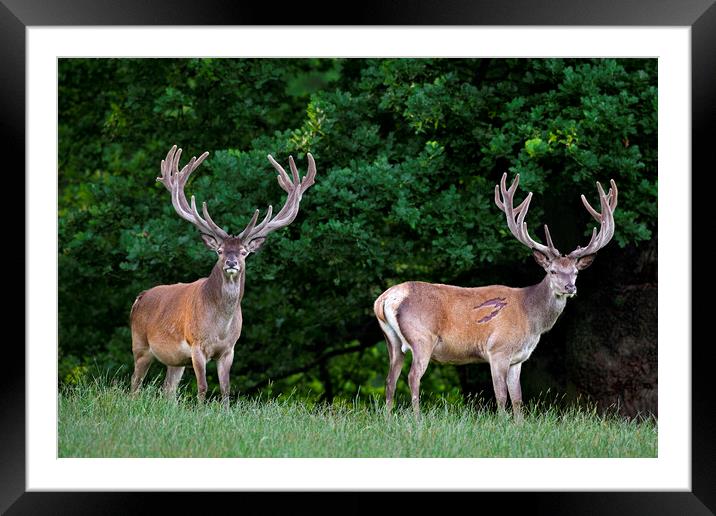 Two Red Deer Stags Framed Mounted Print by Arterra 