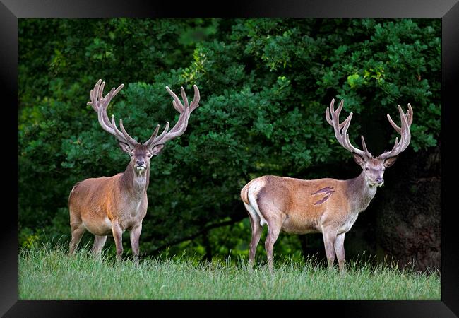 Two Red Deer Stags Framed Print by Arterra 