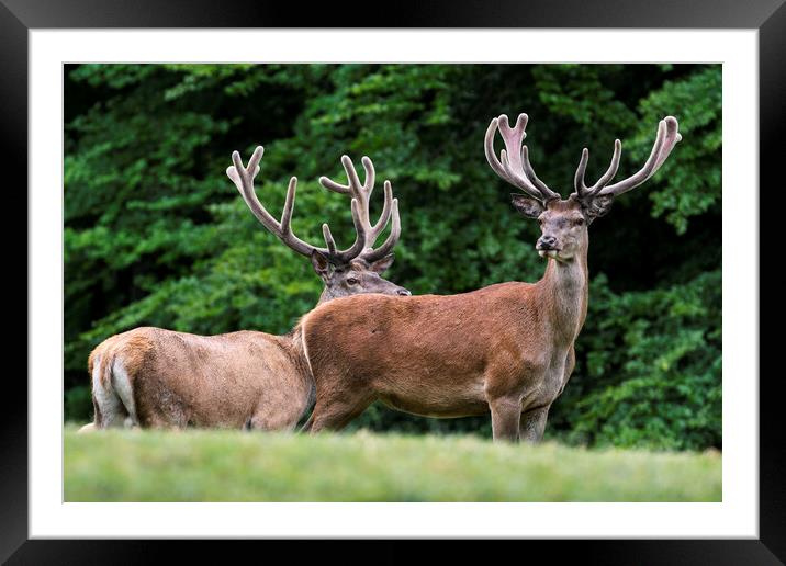 Red Deer Stags in Summer Framed Mounted Print by Arterra 