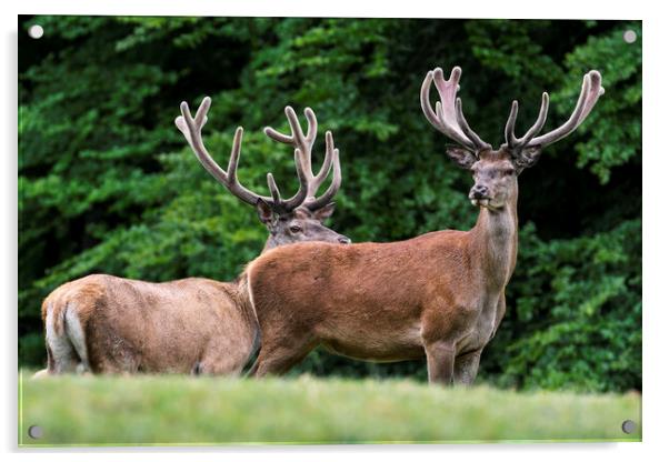 Red Deer Stags in Summer Acrylic by Arterra 