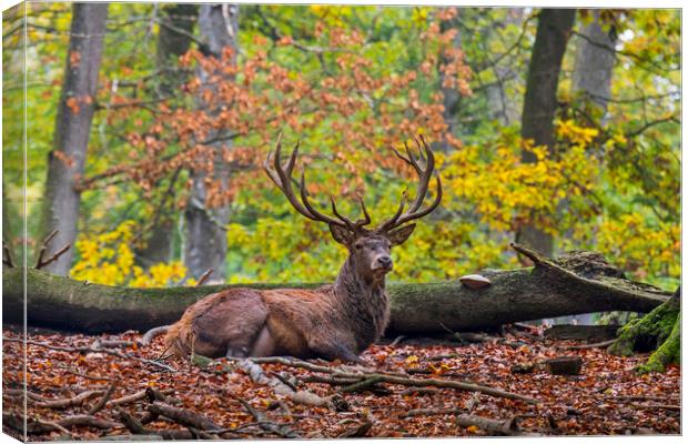 Red Deer Stag Resting in Autumn Forest Canvas Print by Arterra 