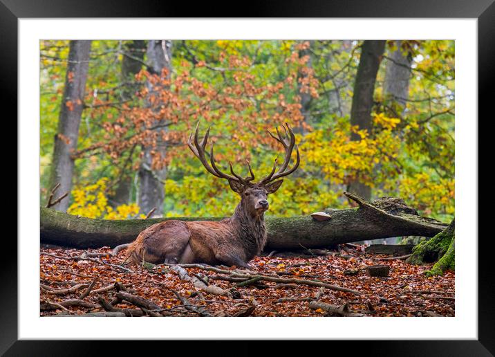 Red Deer Stag Resting in Autumn Forest Framed Mounted Print by Arterra 