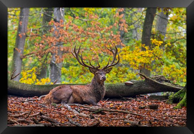 Red Deer Stag Resting in Autumn Forest Framed Print by Arterra 