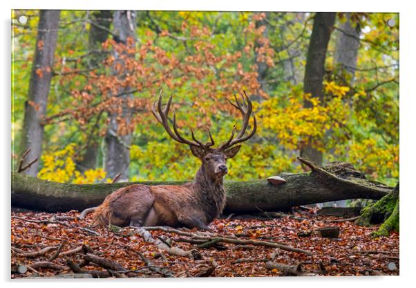 Red Deer Stag Resting in Autumn Forest Acrylic by Arterra 