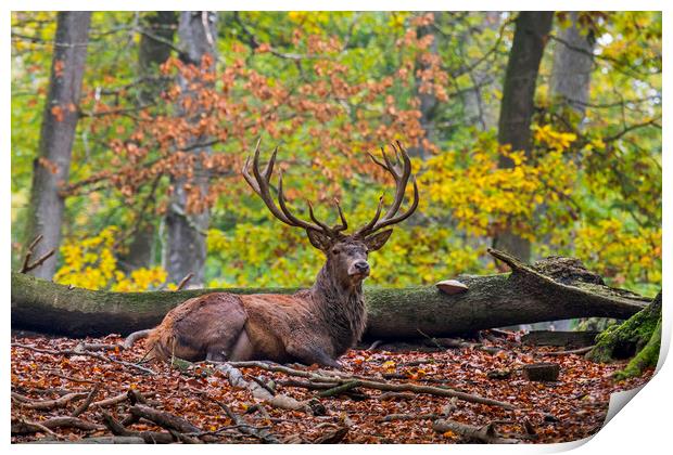 Red Deer Stag Resting in Autumn Forest Print by Arterra 