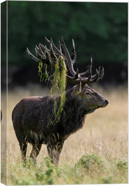 Red Deer Stag during the Rut Canvas Print by Arterra 