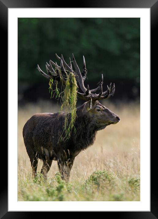 Red Deer Stag during the Rut Framed Mounted Print by Arterra 