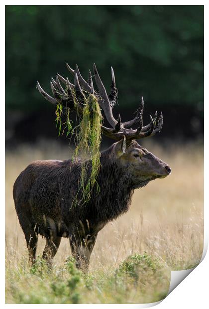 Red Deer Stag during the Rut Print by Arterra 
