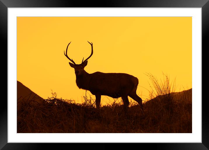 Red Deer Stag Silhouetted against Sunset Framed Mounted Print by Arterra 