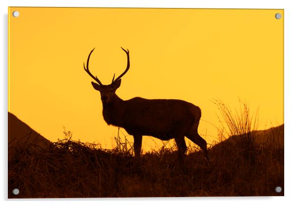 Red Deer Stag Silhouetted against Sunset Acrylic by Arterra 