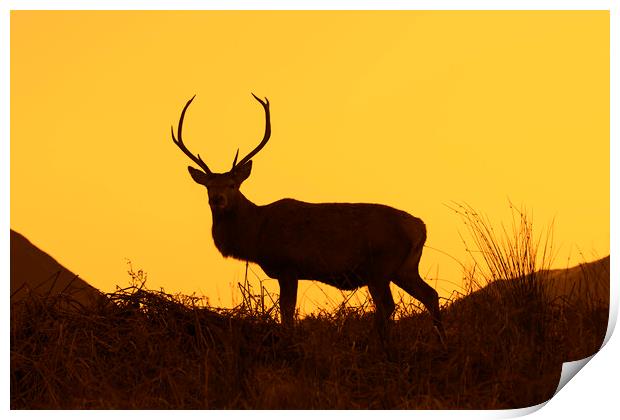 Red Deer Stag Silhouetted against Sunset Print by Arterra 