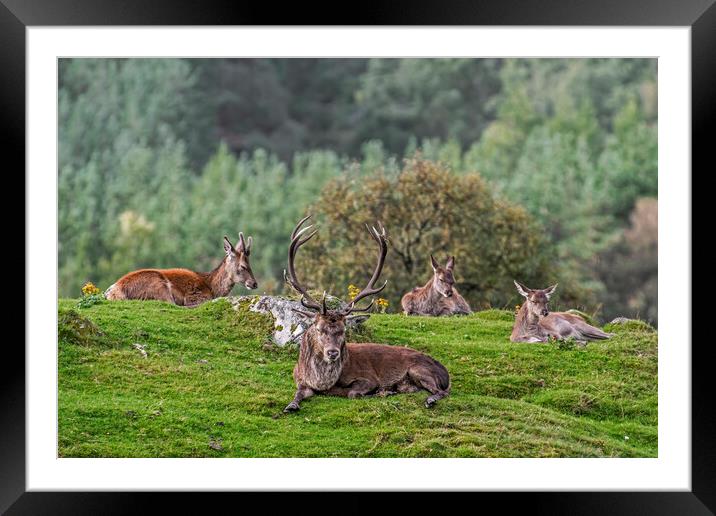 Red Deer Stag with Hinds in Scotland Framed Mounted Print by Arterra 