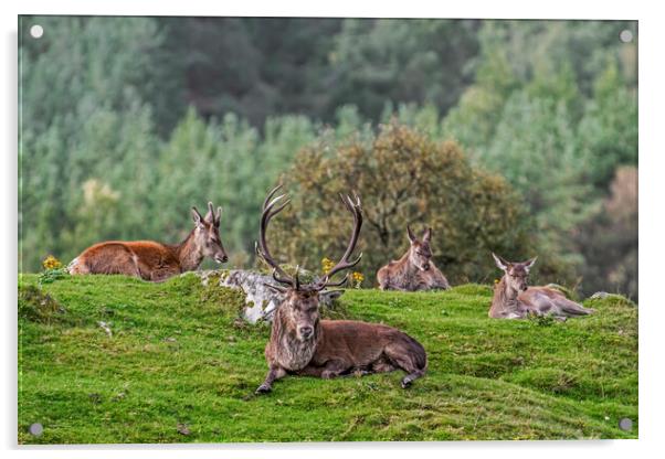 Red Deer Stag with Hinds in Scotland Acrylic by Arterra 