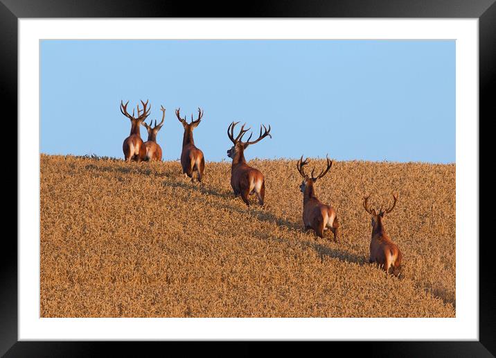 Herd of Red Deer Stags in Wheat Field Framed Mounted Print by Arterra 