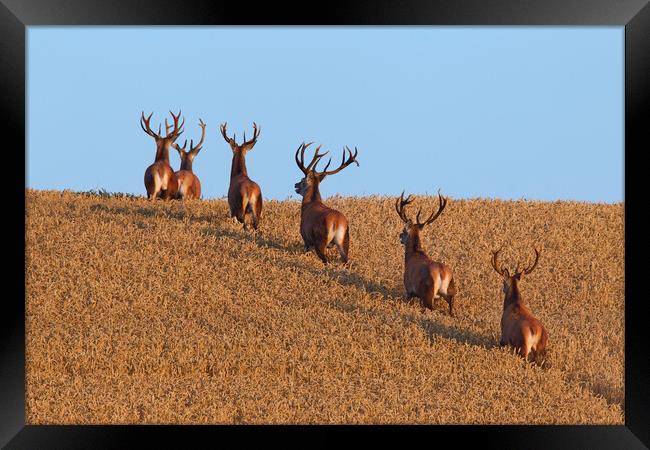 Herd of Red Deer Stags in Wheat Field Framed Print by Arterra 