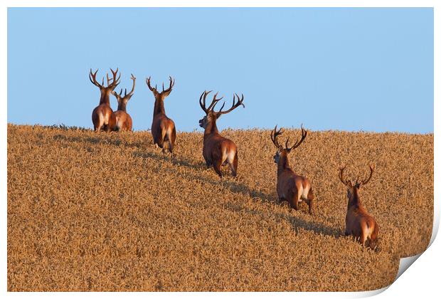 Herd of Red Deer Stags in Wheat Field Print by Arterra 