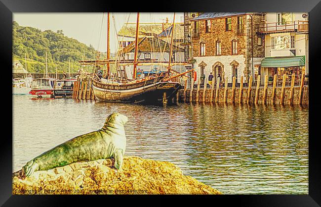 Nelson The Seal At Looe Framed Print by Peter F Hunt
