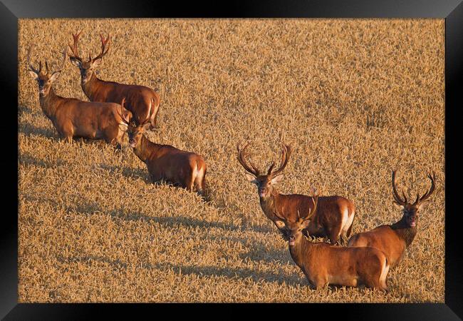 Herd of Red Deer Stags Framed Print by Arterra 
