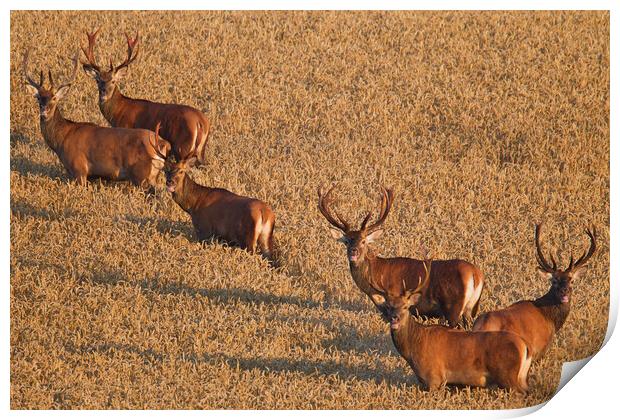 Herd of Red Deer Stags Print by Arterra 