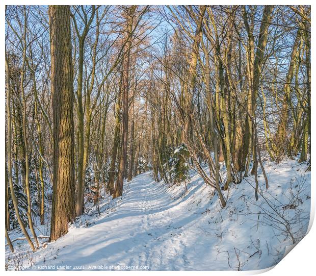 Winter Woodland at Wycliffe Print by Richard Laidler