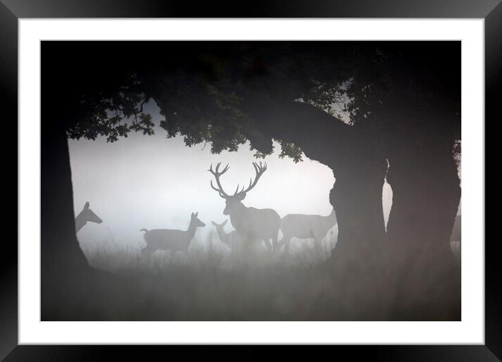 Red Deer Stag with Hinds in the Mist Framed Mounted Print by Arterra 