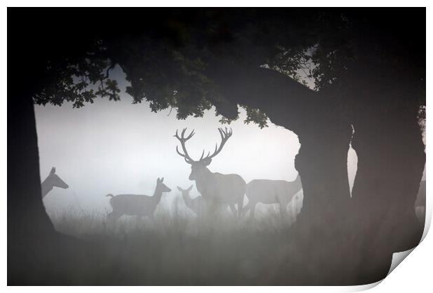 Red Deer Stag with Hinds in the Mist Print by Arterra 